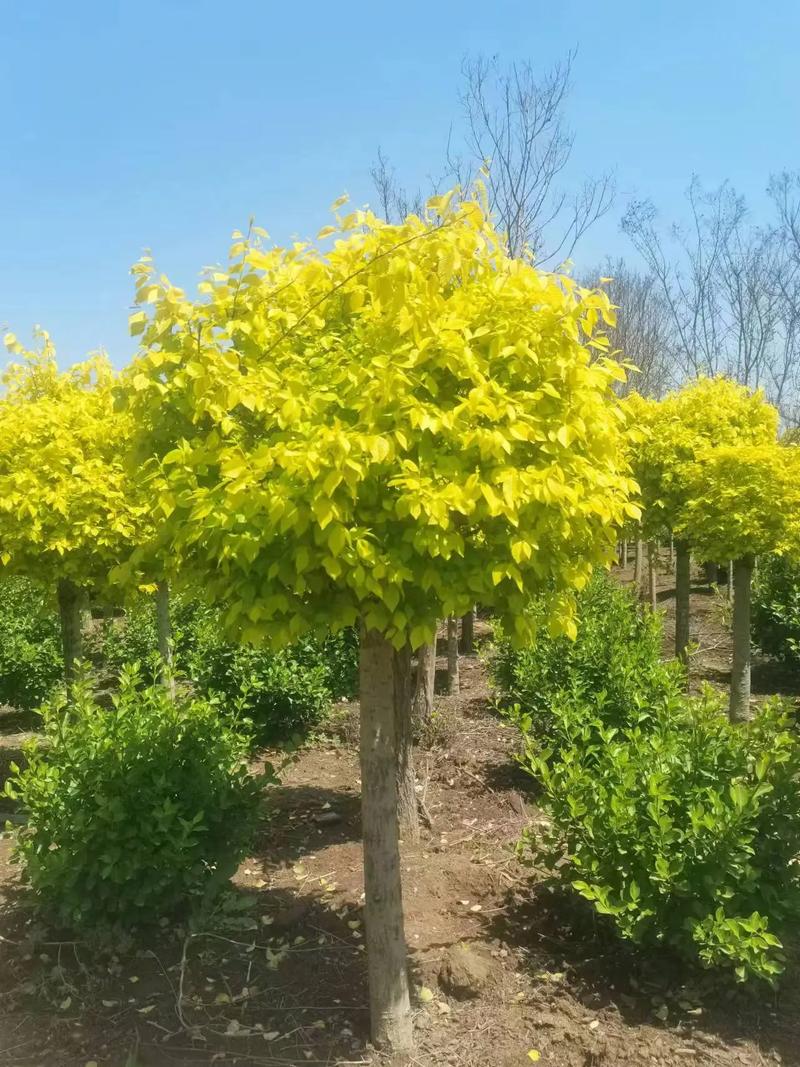 春天來了.種植金葉榆的最佳季節,可預訂#苗木供應 #園林