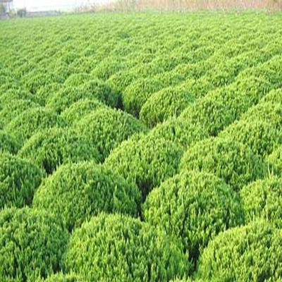 山東濟南:道路綠化苗木為何用上“卷心菜”