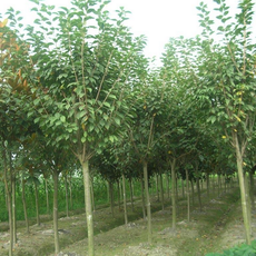 南召縣金成苗木種植