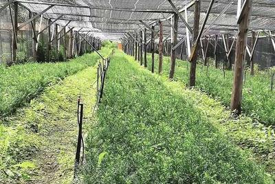 敦化市小牡丹林場首次分紅,喜提20.6萬元