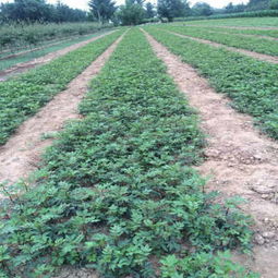 賣小椒花椒苗木現貨出售