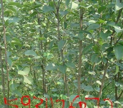 河北省辛集市益園苗木種植專業合作社 - 1元-石家莊苗木