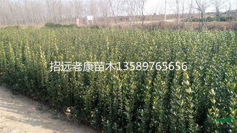 企業動態 招遠市旭東苗木種植專業合作社