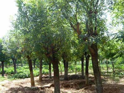 【嘉祥廣通苗木種植中心出售速生白蠟白蠟價格白蠟樹】價格,廠家,圖片,其他動物產品,郝玉廣-