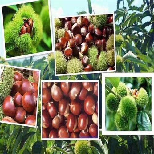 雙季板栗苗新品種介紹