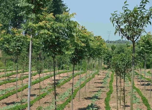 苗木種植到底是多品種發展好,還是專心做好一個品種好