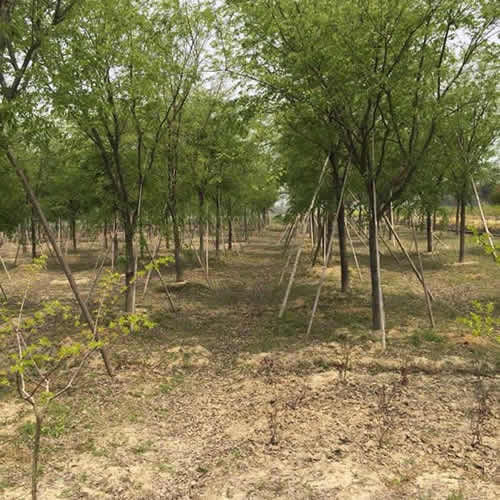 12公分櫻花價格品質售后無憂 邳州市鑫潤苗木種植專業合作社