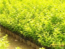 產品展示 郴州市蘇仙區宏達草皮苗木基地