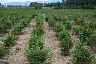 苗木行業迎高潮,這八條你不看不行