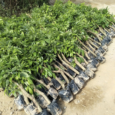 千畝苗木種植園 批發占地樹苗 歡迎實地考察參觀