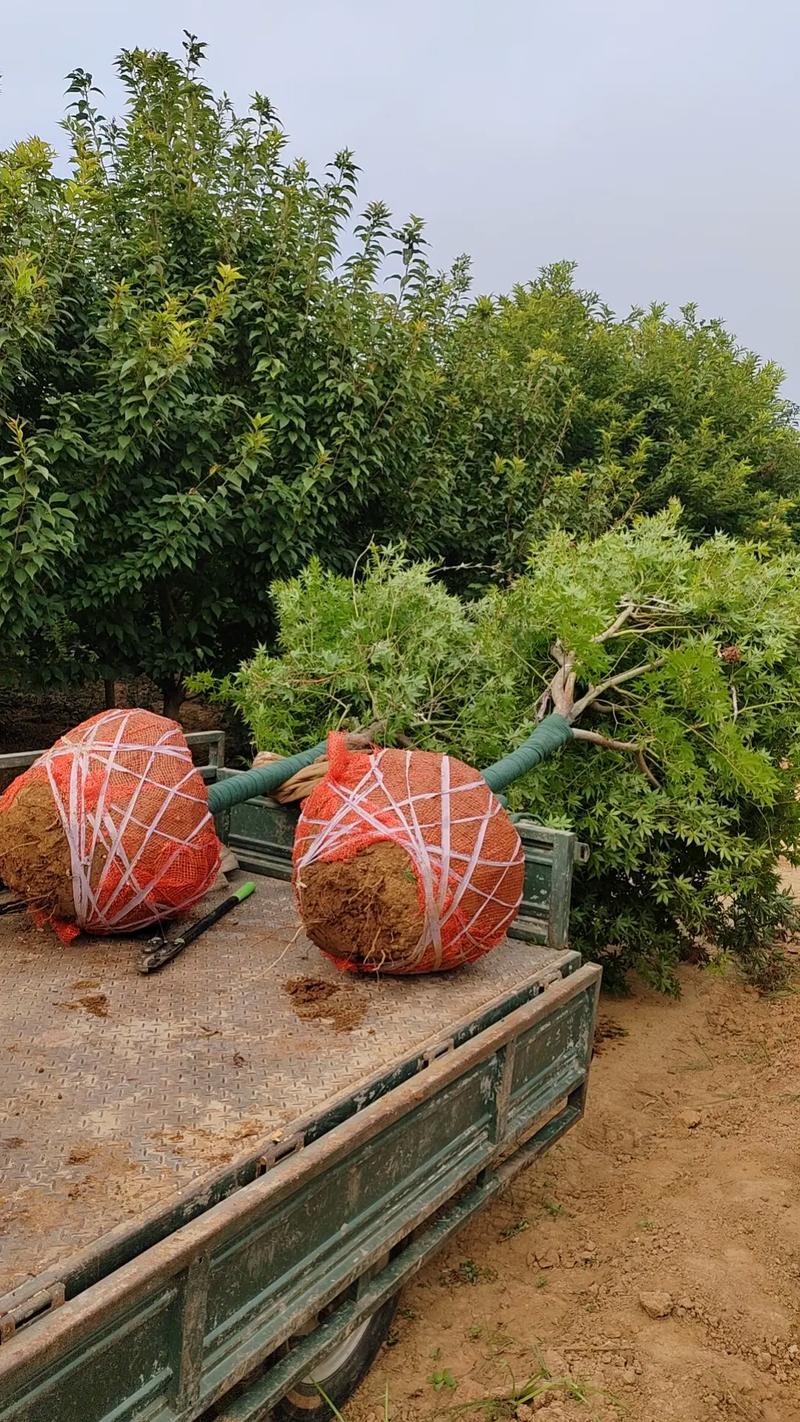 七公分日本紅楓#苗木種植基地 #現場實拍