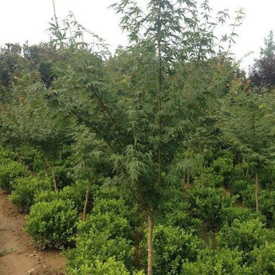 園林綠化苗木雞爪槭6公分8公分槭樹 金榆花卉苗圃