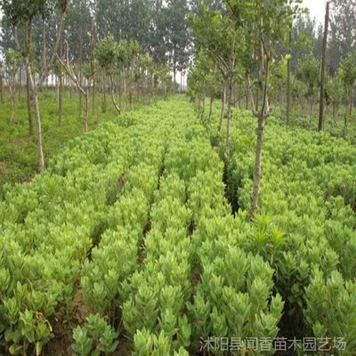 【特價銷售八寶景天八寶景天價格 八寶景天基地 綠化苗木供應商圖片】特價銷售八寶景天八寶景天價格 八寶景天基地 綠化苗木供應商 - 沭陽縣聞香苗木園藝場