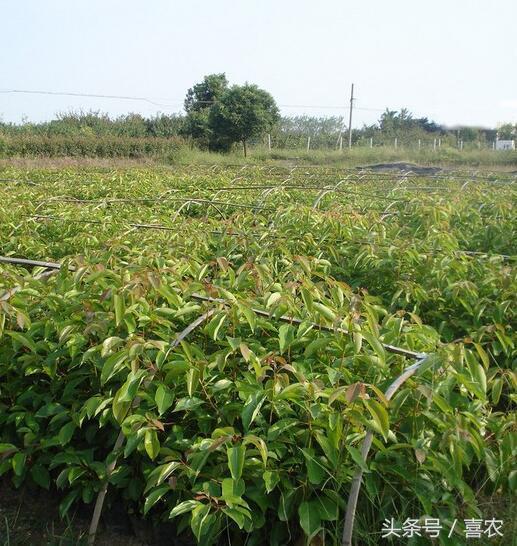 潛力苗木新品種龍腦樟樹苗種植前景