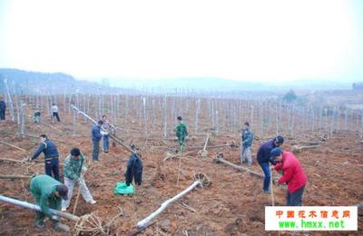 反季節栽植苗木栽植措施與注意事項