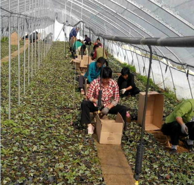 肥城市于臣苗木種植專業合作社