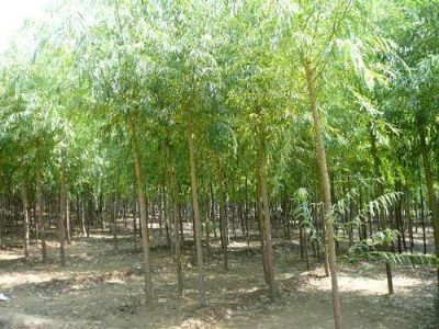 垂柳供應基地|山東垂柳種植基地|垂柳直銷