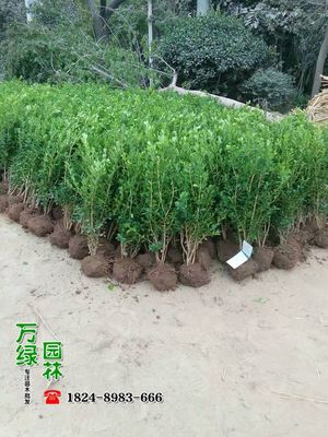 【瓜子黃楊苗供應|一家專門做苗木供應的公司沭陽縣萬綠園林綠化苗木場商鋪