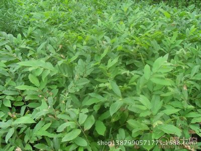 【批發高質量板栗樹苗全國暢銷板栗樹苗園藝場直銷好吃板栗樹苗】泰安市泰山景區泉林苗木種植專業合作社 - 產品庫