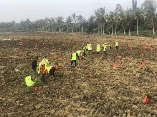小草 扎根自貿港建設最前線,續寫與紅樹林的奇緣