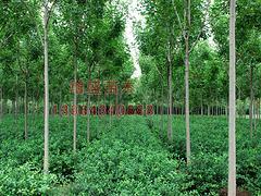 速生白蠟首推增盛苗木_山東速生白蠟種植圖片|速生白蠟首推增盛苗木_山東速生白蠟種植產品圖片由山東淄博增盛苗木中心公司生產提供-