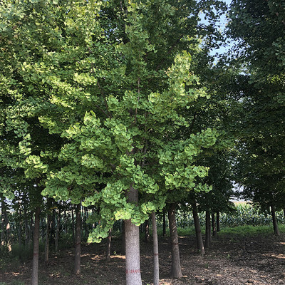 德承苗木 老式國槐 國槐樹苗 成樹 園林綠化苗木種植 國槐 淑女國槐 電話議價