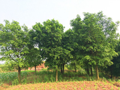 瀘州苗木網_西南苗木超市