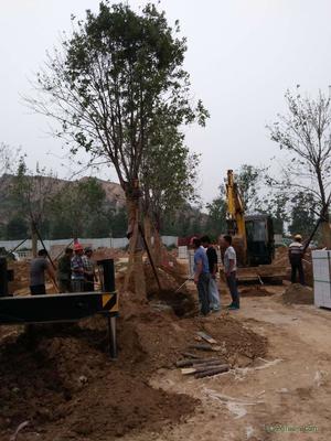 反季節栽植苗木栽植措施與注意事項