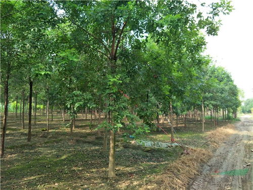 企業動態 博野縣金澤苗圃場