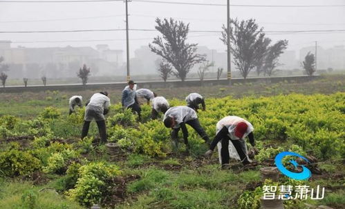 關注 蕭山正在進行這項工作,目前整治面積已達9295畝