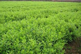 各種園林綠化苗木栽植丨學校綠化、園林綠化養護及施丨華穎園林_商務服務_世界工廠網中國產品信息庫