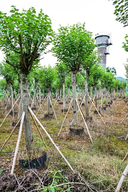 什么情況 種在柳北的這棵苗,竟然價值30萬