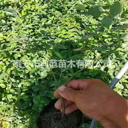 萊克西藍莓苗價格 萊克西藍莓苗多少錢一棵