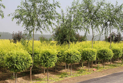當(dāng)前爆火的新品種苗木,種了就不愁賺錢!