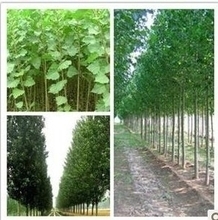 【速生楊樹苗】最新最全速生楊樹苗 產(chǎn)品參考信息