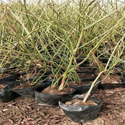 綠寶石藍(lán)莓苗大量出售新中苗木藍(lán)莓苗詳情