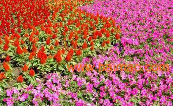 青州哪里供應(yīng)的一串紅價格最低?一串紅種植基地芊芊花卉廠家/批發(fā)/供應(yīng)商