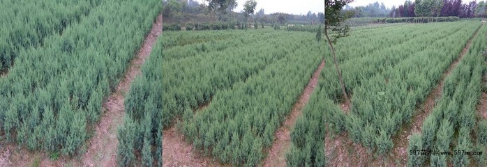 40公分50公分60公分70公分80公分刺柏價格