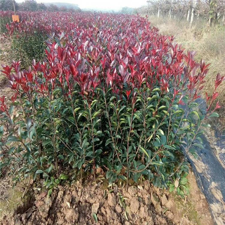 陜西紅葉石楠批發-苗圃*-苗木配送包種植