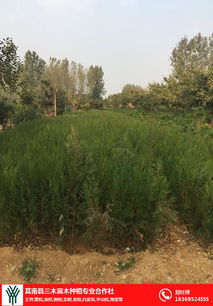 側(cè)柏苗基地 駐馬店側(cè)柏 三木苗木種植專業(yè)合作社