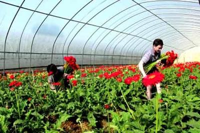 花卉產(chǎn)業(yè)已經(jīng)成了調(diào)整農(nóng)業(yè)產(chǎn)業(yè)結(jié)構(gòu)、促進農(nóng)民增收的新興產(chǎn)業(yè)