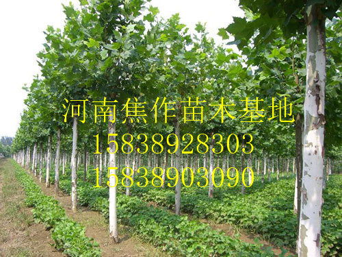 鶴壁淇濱周邊哪里有2公分李子樹苗自家種植