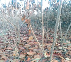 南方種植櫻桃苗要注意的幾個問題