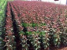 昌平絢麗海棠 買絢麗海棠當然是到東鵬苗木合作社 河?xùn)|區(qū)東鵬苗木花卉種植專業(yè)合作社 臨沂北美