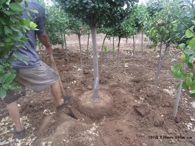 定州 獨桿衛(wèi)矛球圖片|苗木|苗木圖庫|597苗木網(wǎng)