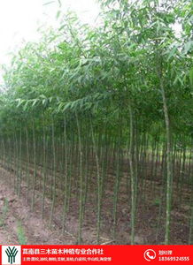 柳樹苗批發價 柳樹苗 三木苗木種植專業合作社 查看