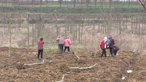 人勤春來早 奮斗正當時 春光正好,植樹正酣
