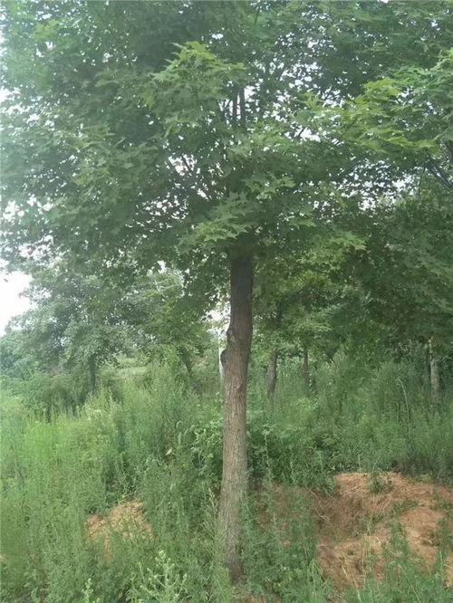 恭喜九洲園林入駐苗木通平臺 專注于精品苗木的培育