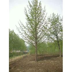 供應信息 第4頁 邳州市金革銀杏苗木種植專業合作社