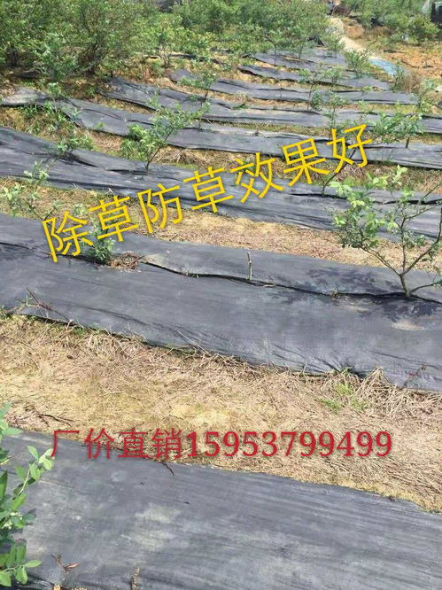 【濮陽市2020年編織袋果園防草布廠家除草布批發】- 